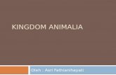 Kingdom Animalia Ppt