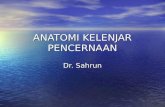 Dr.sahrun Anatomi Kelenjar Saliva