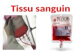 07- Tissu Sanguin