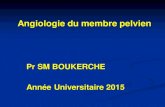 27 Anat Cours Angiologie Du Membre Pelvien 2015
