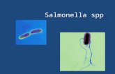 Salmonella Spp