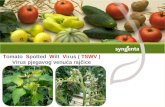 Tomato Spotted Wilt Virus Kraća Verzija (NXPowerLite)