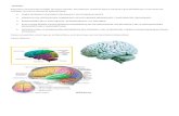 Resumen Neuroanatomia CEREBRO