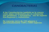 Ciano Bacterias
