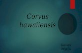 Corvus Hawaiiensis