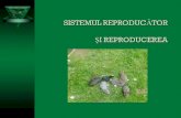 Sistemul reproducator