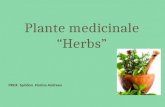 Plante medicinale ppt