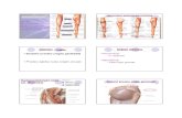 anatomija noge dr Stefanovic.pdf