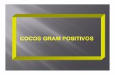Aula 2 Coco Gram-positivos (Streptococcus e Enterococcus)