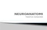 Neuroanatomi - Traktus Sensorik - Edit