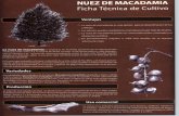 Nuez de Macadamia