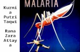 Ayo Berantas Malaria