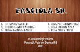 PPT Fasciola Sp.