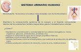 Presentación SISTEMA URINARIO.ppt