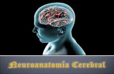 Neuroanatomia Cerebral