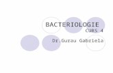 Bacteriologie Curs 4
