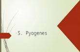 Microbiologia Clinica S. Pyogenes
