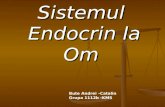 Bute Andrei -Sistemul Endocrin (Bun)