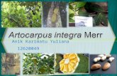 Artocarpus Integer