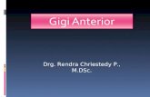 Anatomi Gg Anterior.2