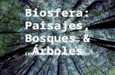 10. Biosphera - Trees and Forests - Spanish (2)