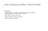 1.Katabolisme Protein