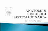 anatomi & fisiologi sistem urinaria.ppt