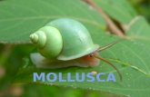 6.b Mollusca.pptx