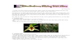 Catalog Viet Nam's Dendrobium