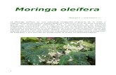 26 INIFAP Moringa Oleifera