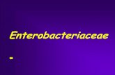 Enterobatteri(E.coli, Salmonella, Shigella)