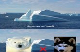 Urso Polar x Huskies