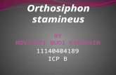 Orthosiphon stamineus