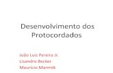 Embriologia - Seminario Desenvolv. Protocordados