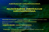 Numericke aberacije hromozoma