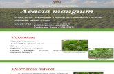 Acacia Manguim