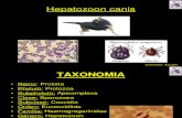 Hepatozoon canis 2014.ppt