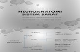 Presentation Neuroanatomi