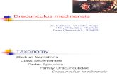 Dracunculus Medinensis Onchocerca Loa Loa