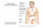 1. Histologi Organ Endokrinn - REPOST 1