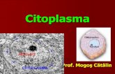 69855011 Citoplasma Fundamentala Prezentare Catalin