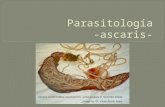 Parasitología Ascaris