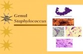 1. Staphylococcus