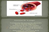 Fisiologia Sangre