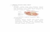 histologi sistem kardiovaskuler