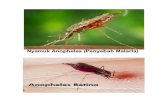 Gambar Nyamuk Malaria