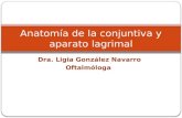 Anatomia de La Conjuntiva y Aparato Lagrimal