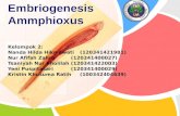 embriogenesis amphioxus