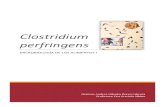 Clostridium Perfringens