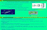 Curs 3 - Citofiziologie Vegetala (01)